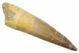 Fossil Plesiosaur (Zarafasaura) Tooth - Morocco #370250-1